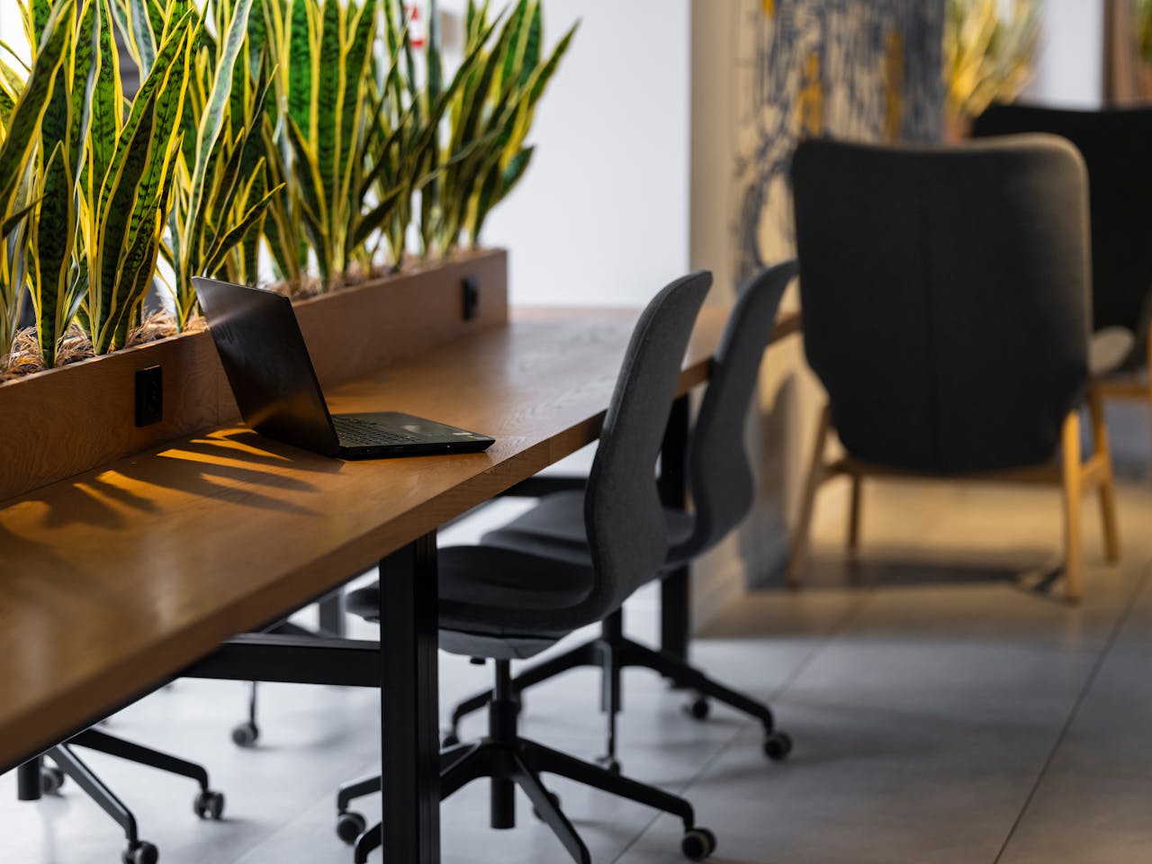 Contemporary office setting with green snake plants, chairs, and a laptop on a wooden desk.